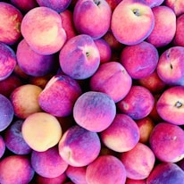 A close-up of ripe peaches on a tree.