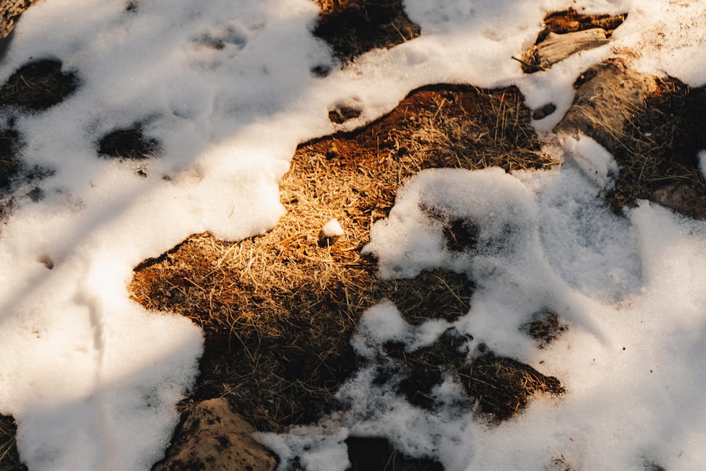 brown dried leaves on snow covered ground