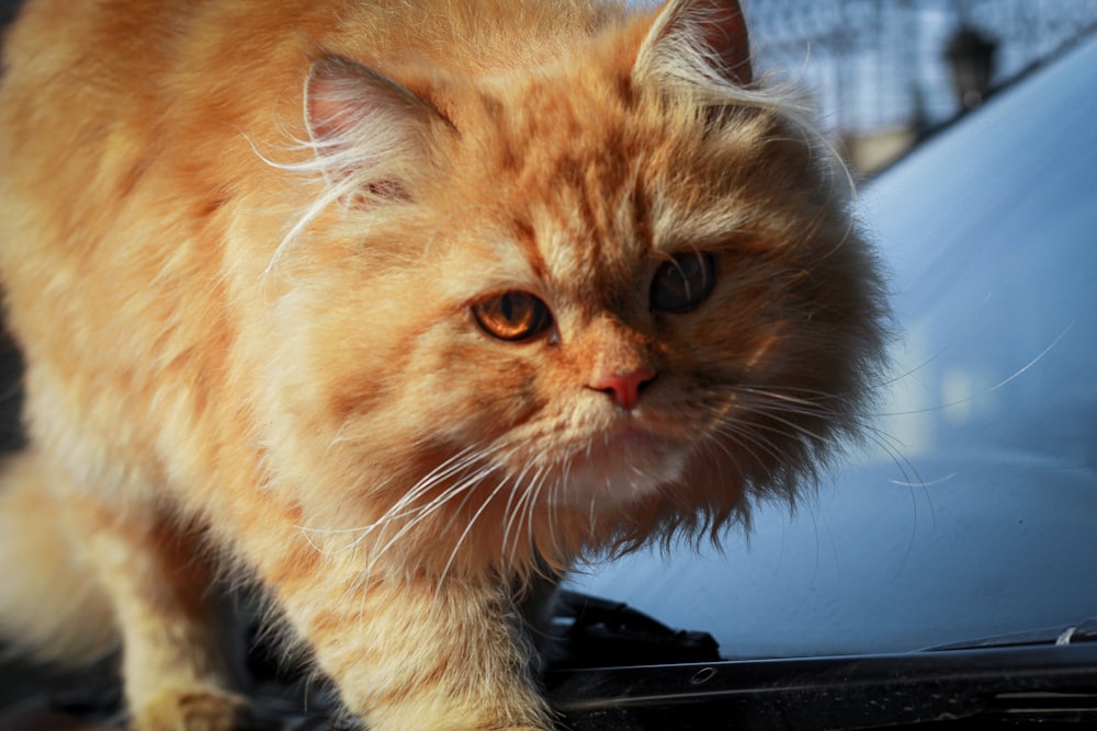 orange tabby cat on black textile