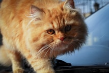 A fluffy, long-haired orange cat with intense amber eyes is captured in close-up. The cat's fur appears soft and voluminous, with intricate details visible in its whiskers and ears. The background is blurred, suggesting the cat is outdoors, possibly on a reflective surface like a car hood.