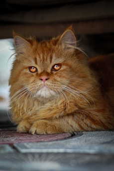 A bright orange cat sitting attentively on a windowsill, eyes sparkling with intelligence.