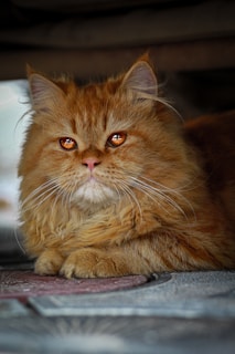 A fluffy orange cat with long fur and bright, intense eyes is sitting on a patterned surface. The cat has an alert expression and its ears are perked up, suggesting attentiveness.