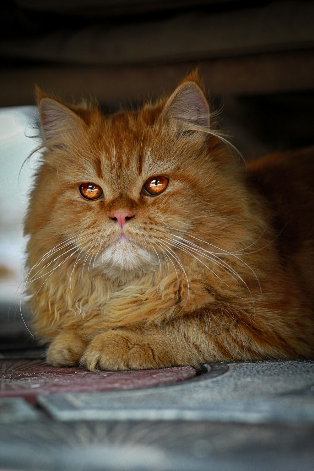 brown long fur cat lying on white textile