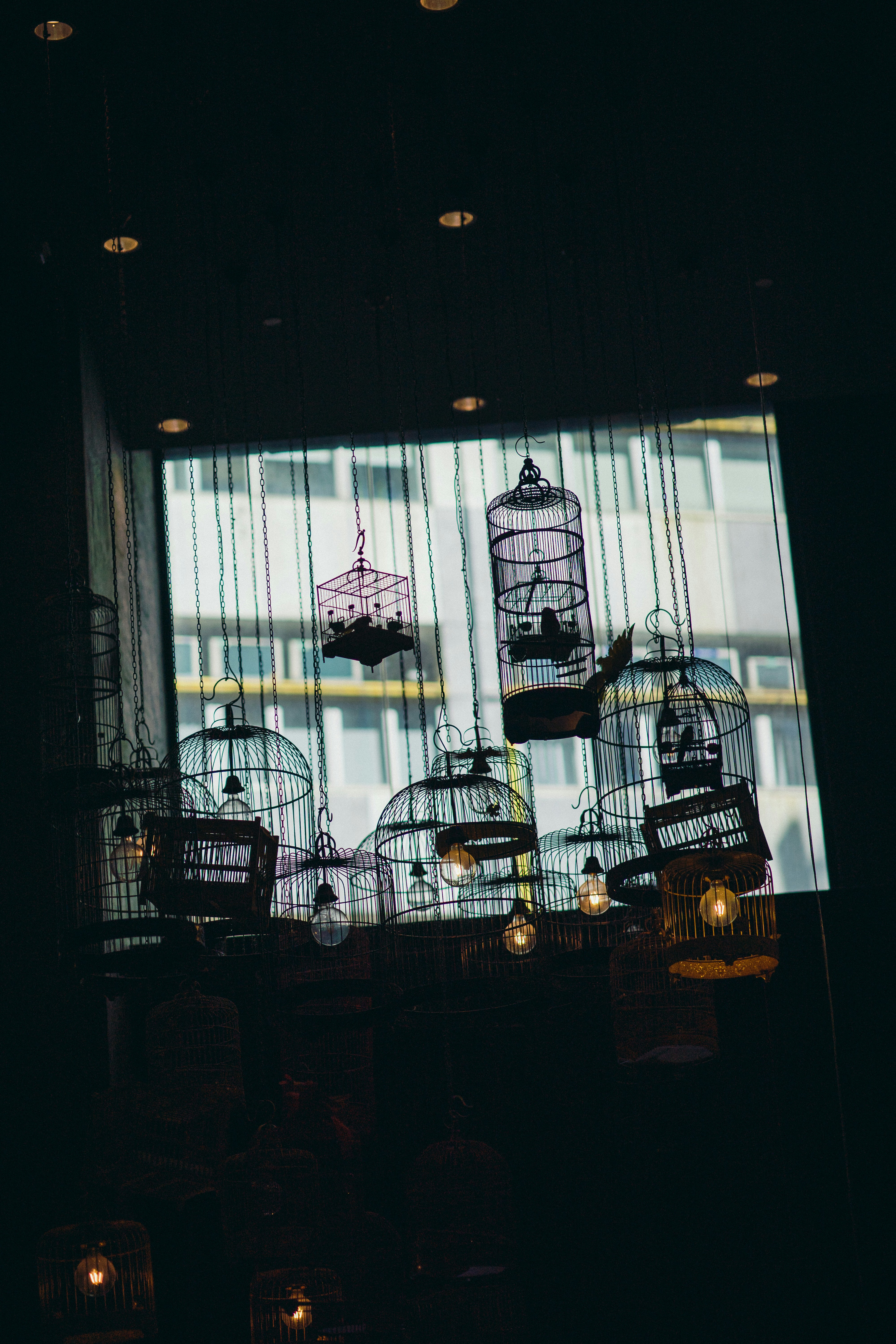 black metal bird cage with birds inside