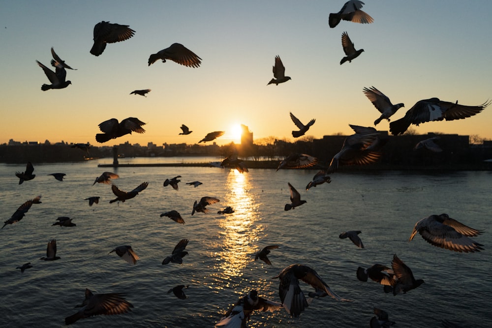 flock of birds flying over the water during sunset
