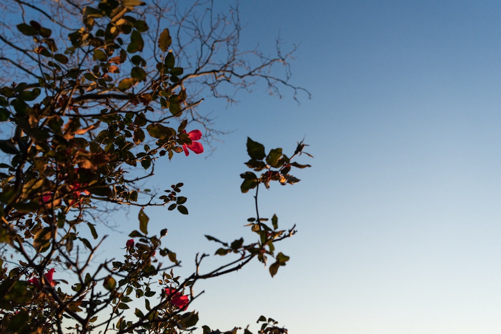 red leaves on tree branch during daytime