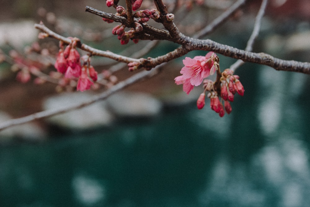 pink flower on brown tree branch