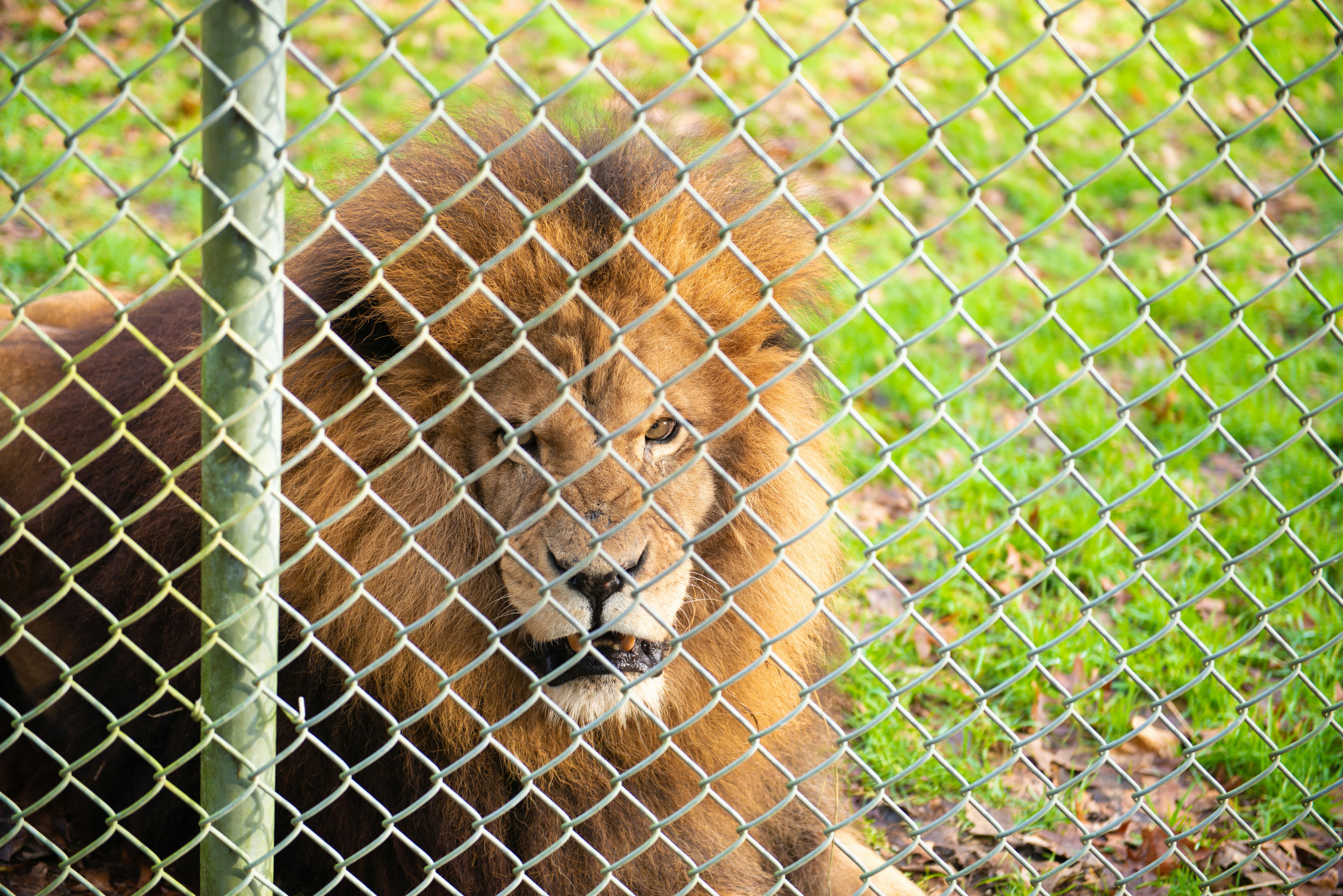 Lions Park