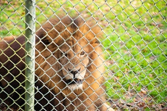 A lion with a thick, golden mane rests behind a chain-link fence. The grass beneath it is vibrant and green, with a few scattered leaves.