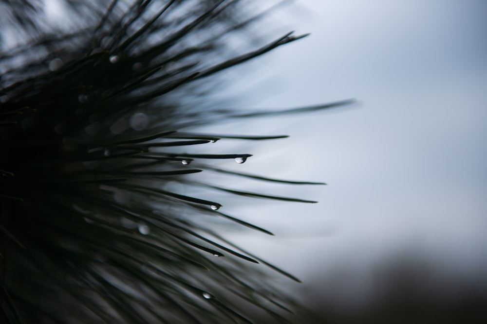 close up photo of a dandelion