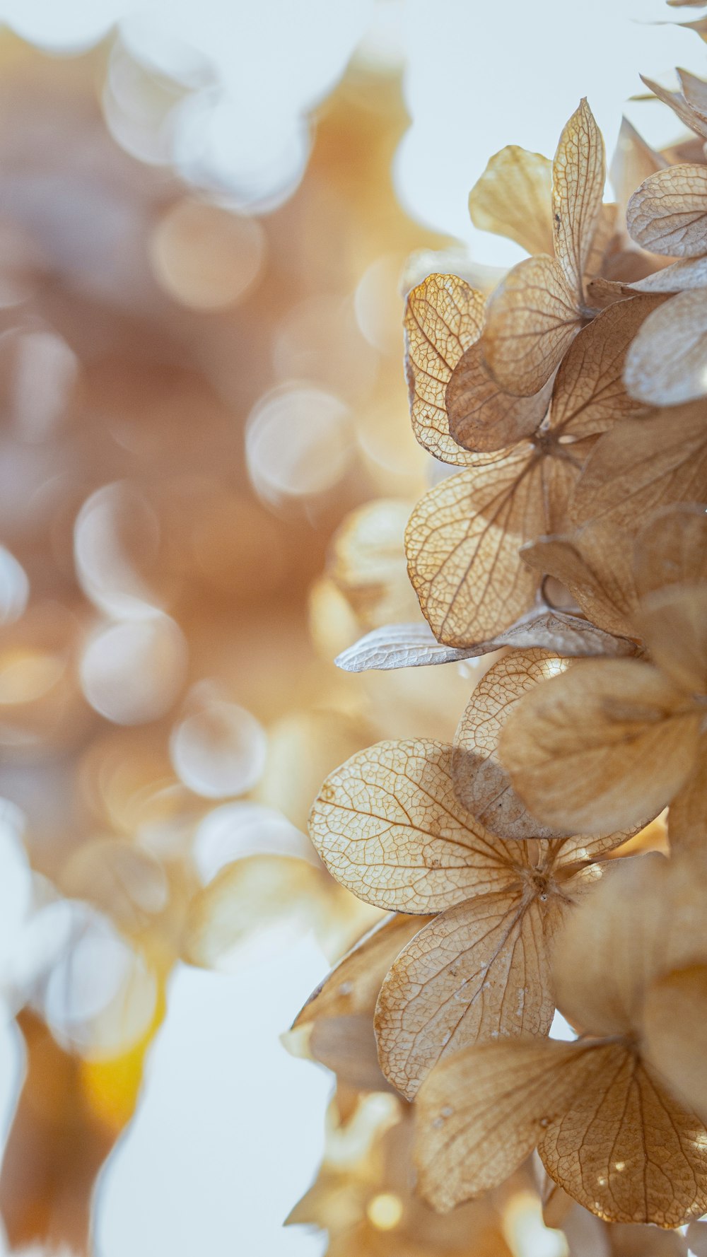 brown and white flower in tilt shift lens