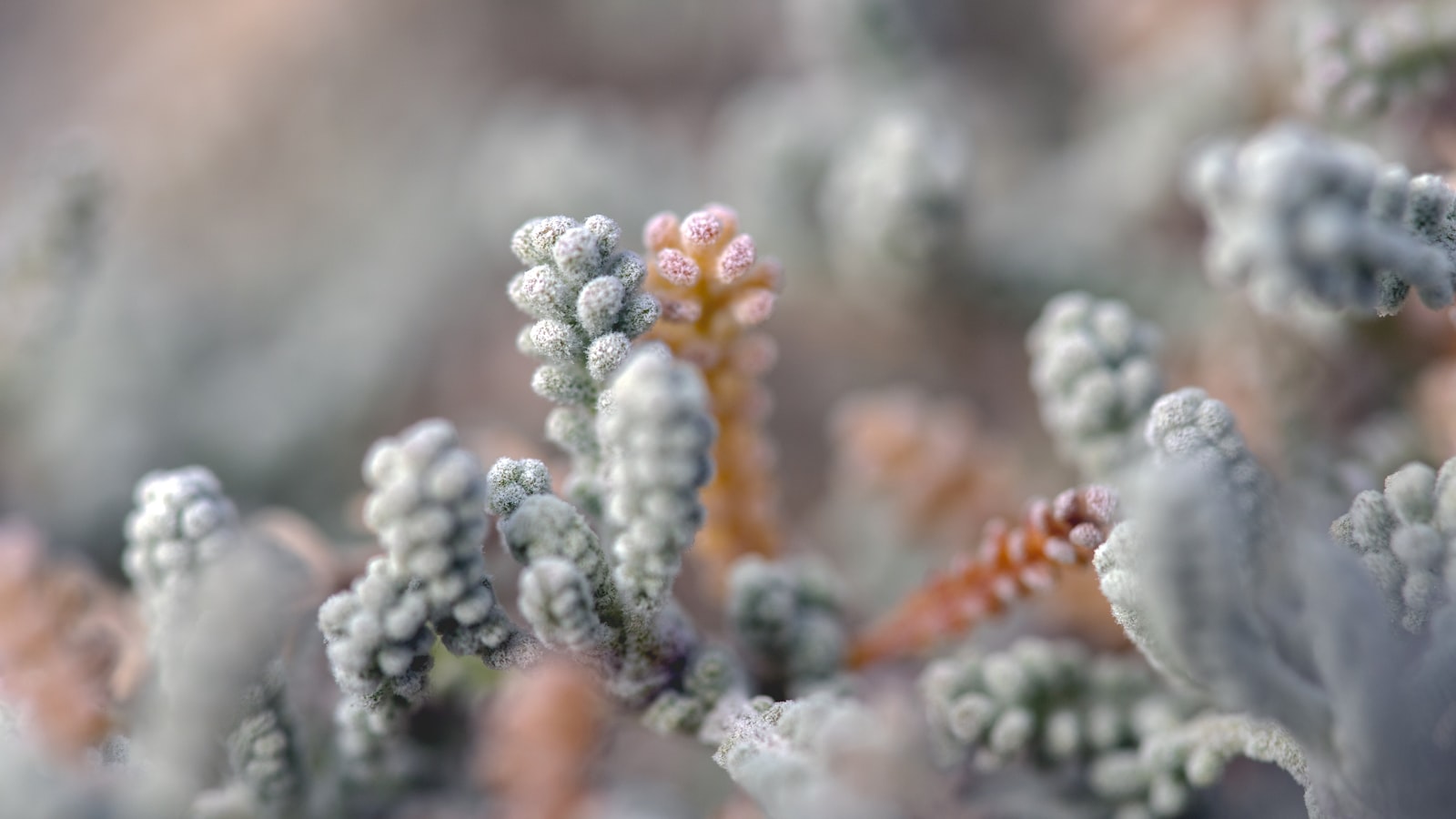 4. Sage's Green Thumb Companions: Plants to Thrive Alongside Your Sage