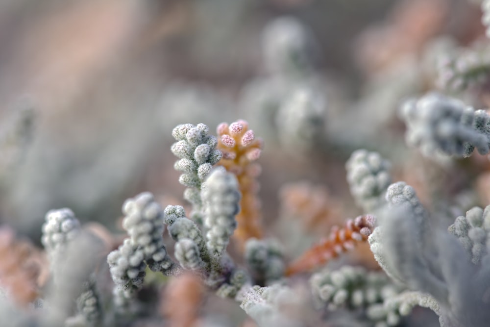 クローズアップ写真の白と茶色の植物