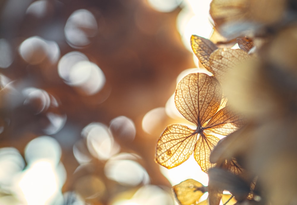 yellow leaves in bokeh photography