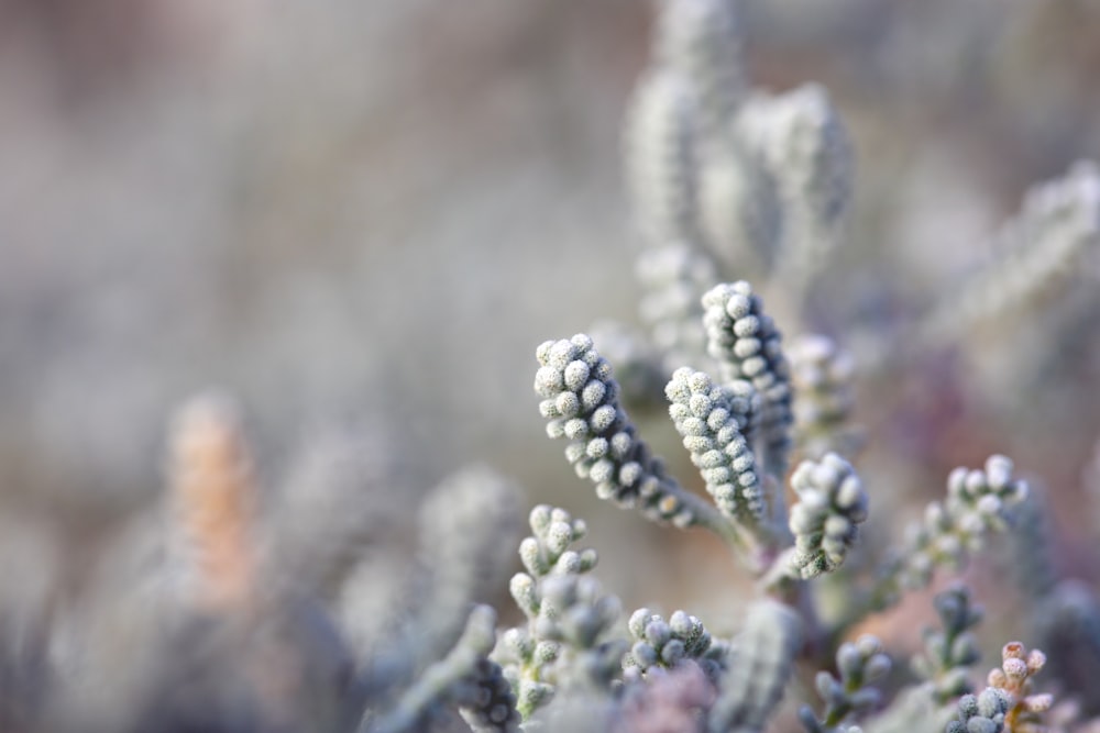 white flowers in tilt shift lens