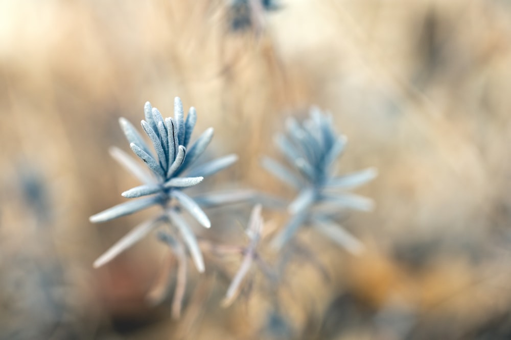 クローズアップ写真の白と青の花