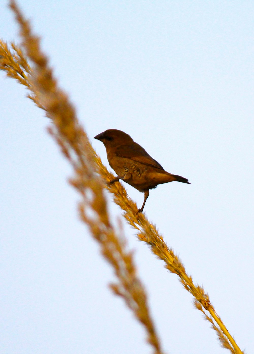 brown bird perched on brown plant