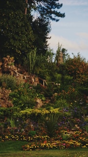 A lush, vibrant garden with a variety of colorful flowers and dense greenery. Tall trees and shrubs surround the area, providing a serene and natural setting. The garden is well-maintained, with various plants and flowers arranged beautifully, creating a peaceful and inviting ambiance.