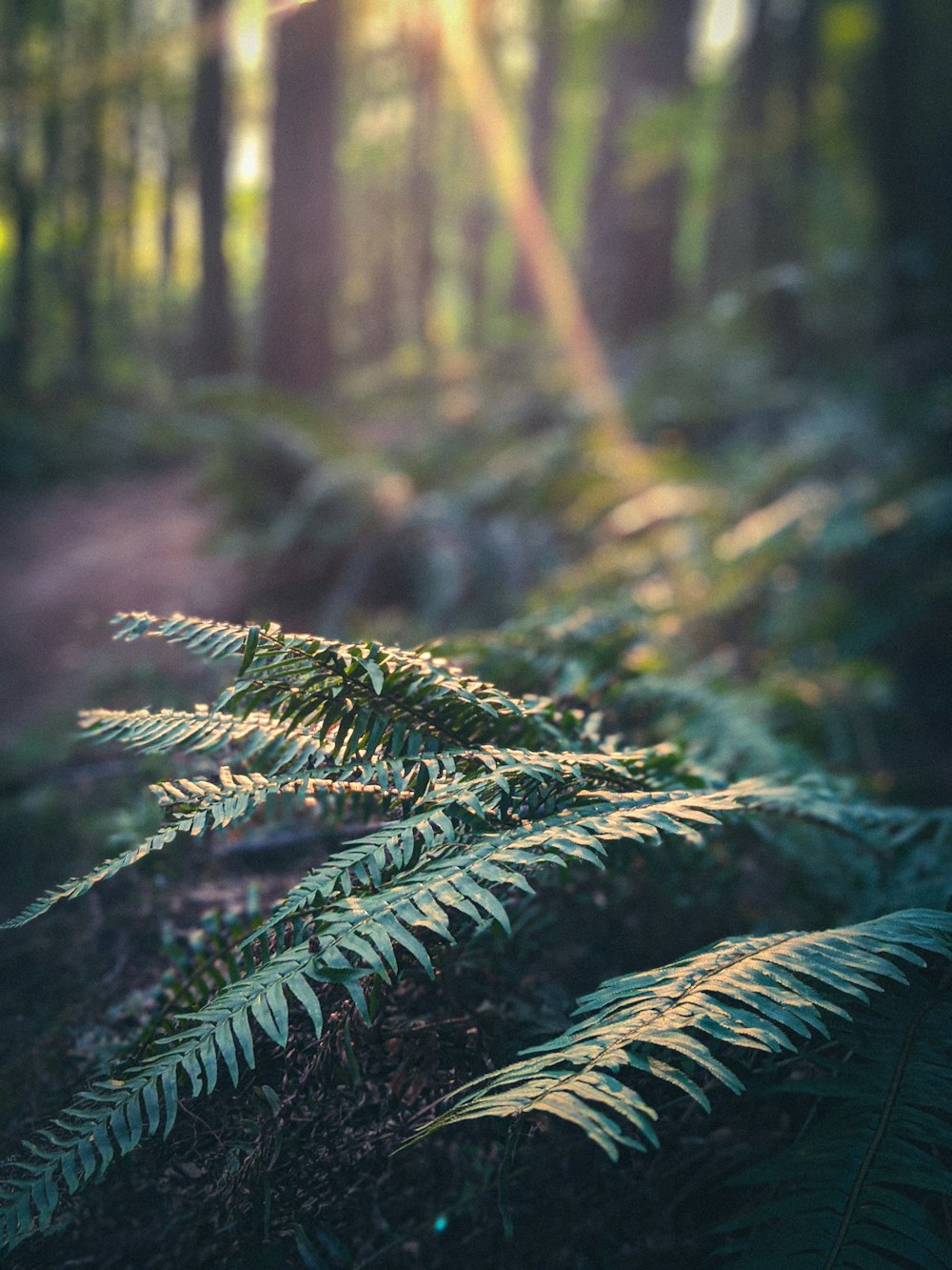 green fern plant in close up photography