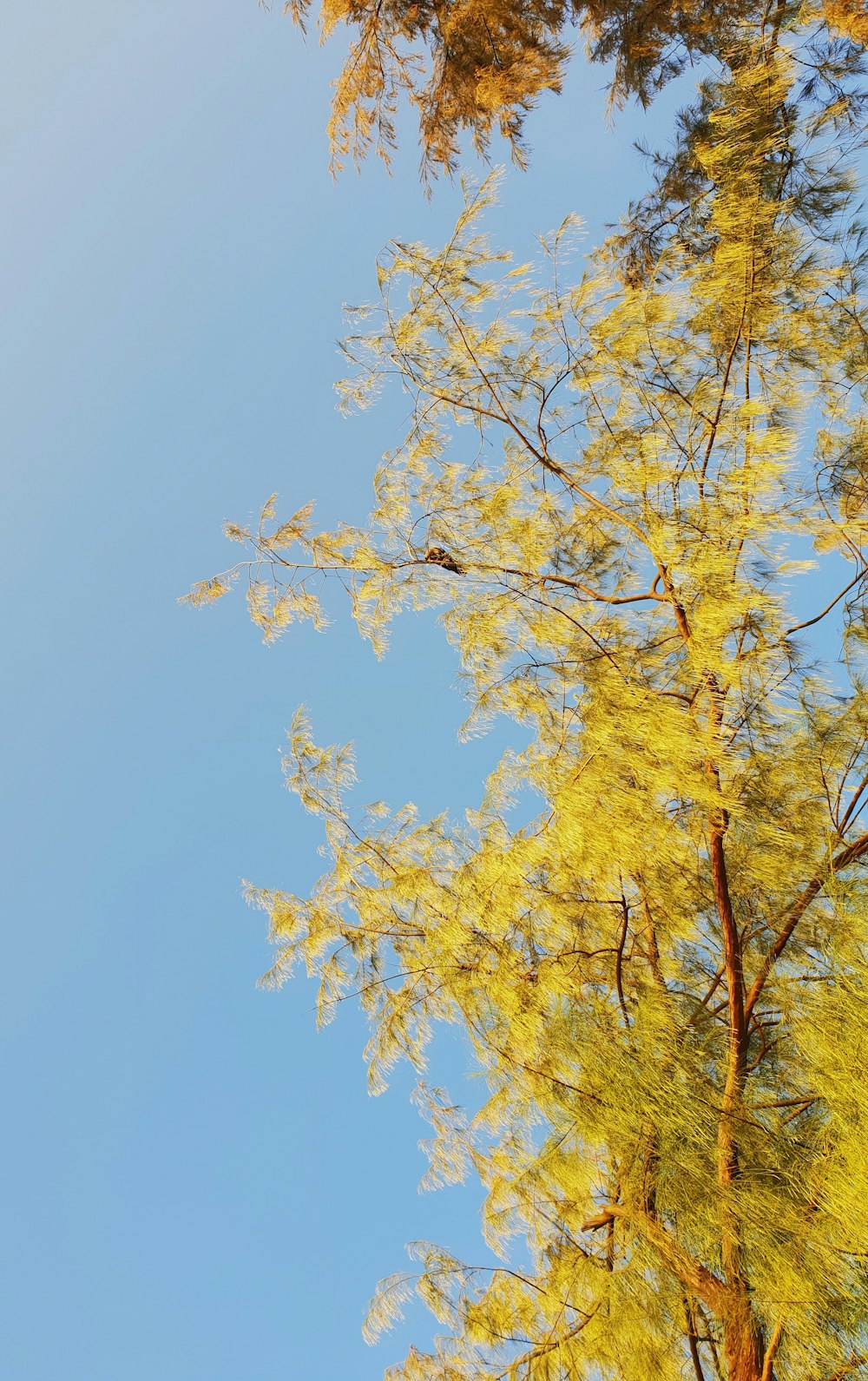 yellow and green leaf tree under blue sky during daytime