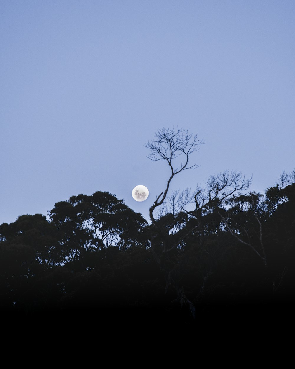 silhouette of trees under full moon