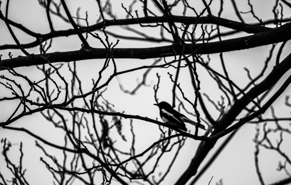 black bird on bare tree branch