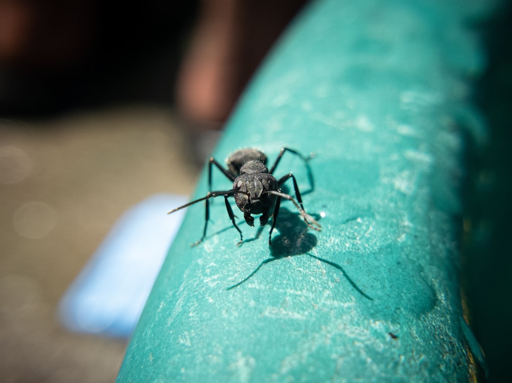 black ant on green surface