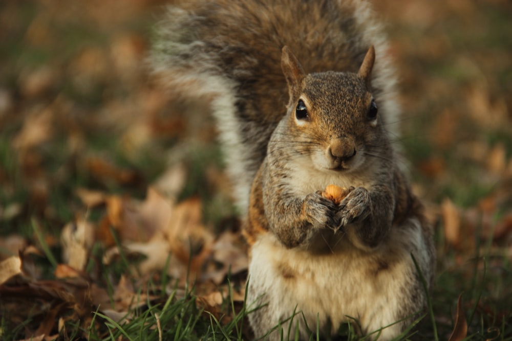 brown and white squirrel on brown dried leaves