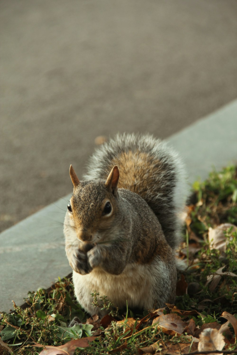 brown and white squirrel on gray concrete surface