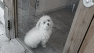 white long coated small dog