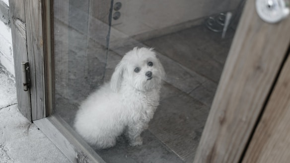 white long coated small dog