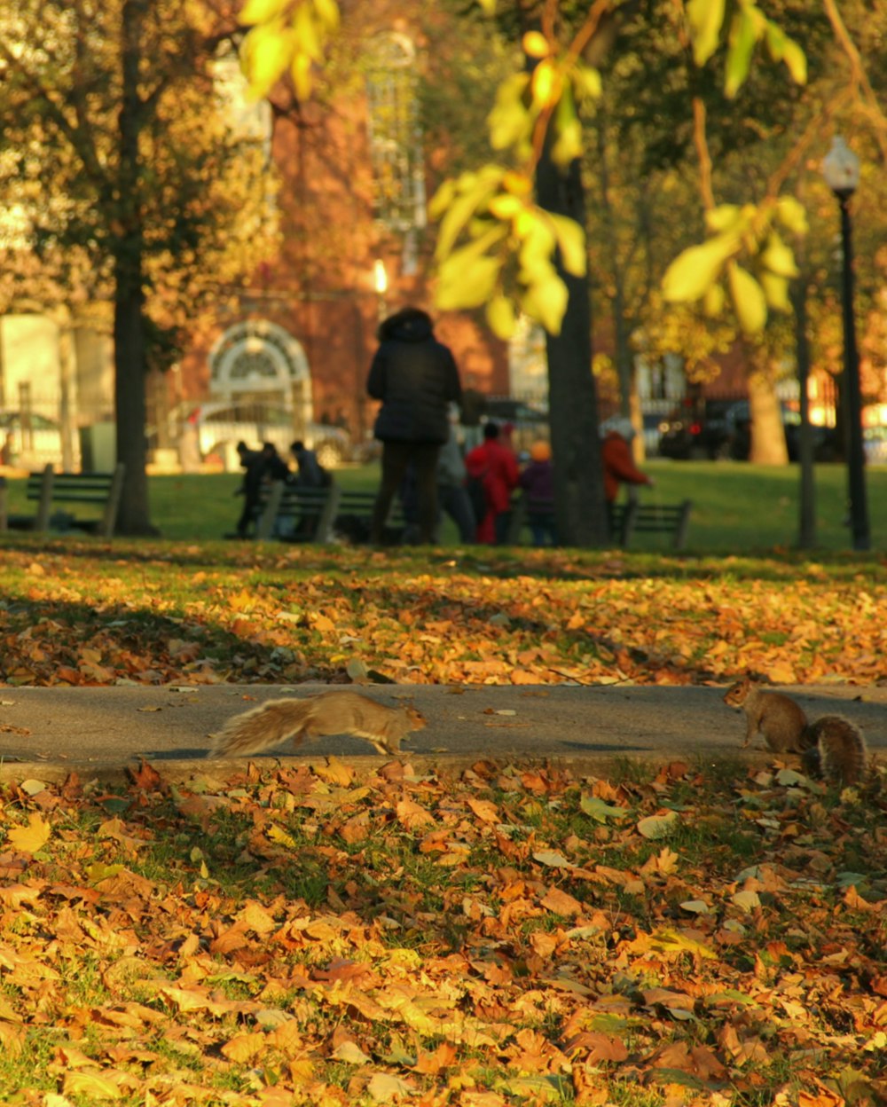 people walking on park during daytime