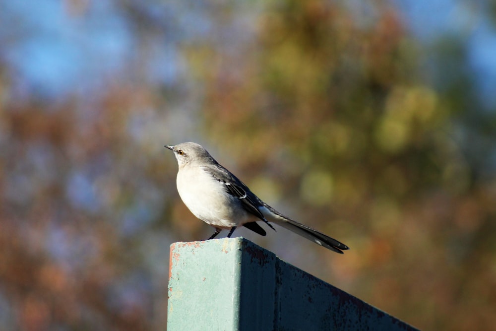 white and gray bird on gray wooden fence