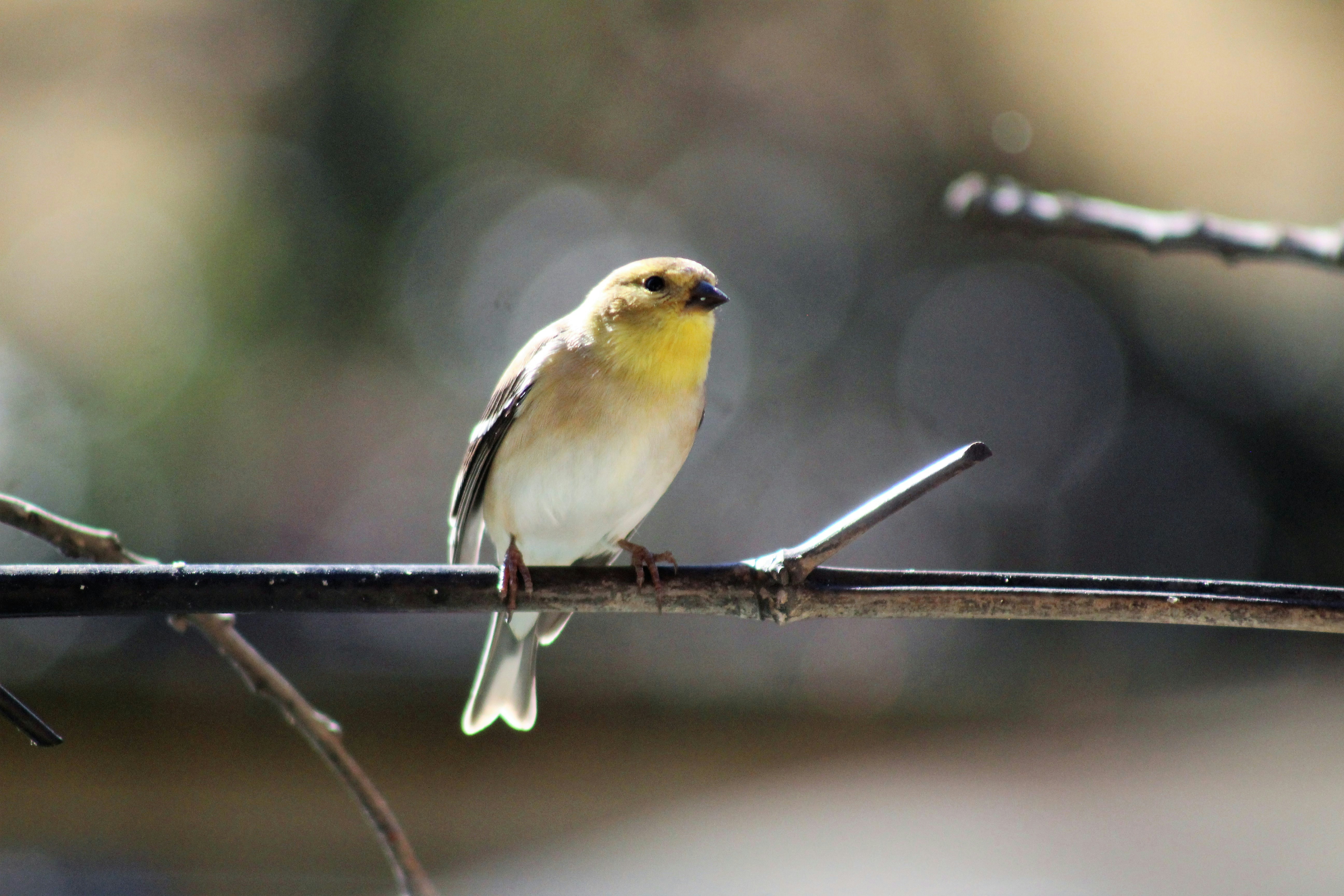 Photo by arkansas007