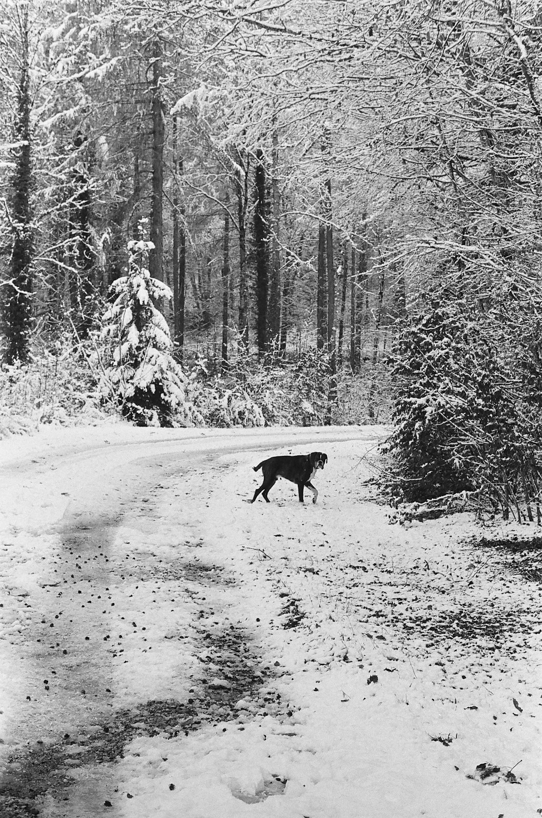 grayscale photo of dog walking on road