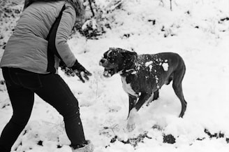 A friendly team member in winter gear happily cleaning a snowy mountain yard with a joyful dog nearby.