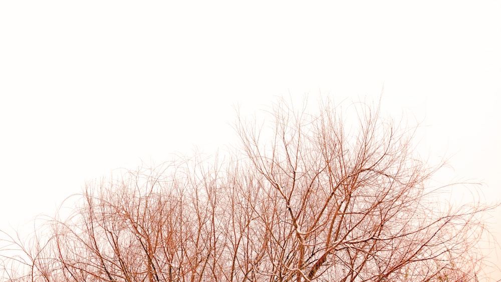 brown leafless tree under white sky