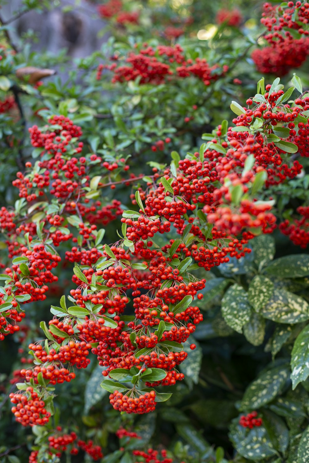 red and green plant during daytime