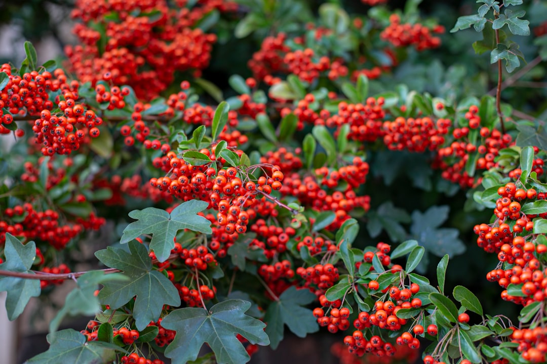 red flowers with green leaves