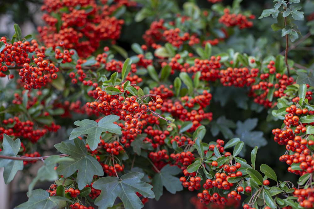 red flowers with green leaves