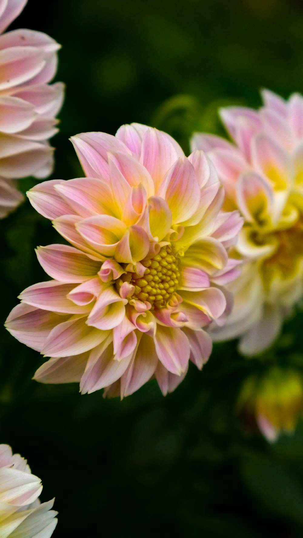 Flor rosa y amarilla en macro toma