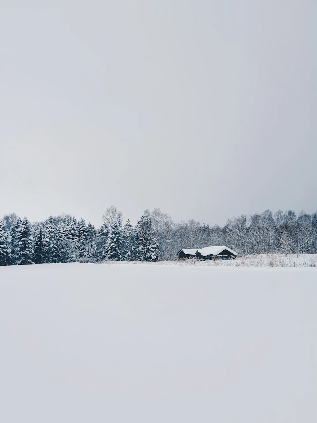北海道冬天的雪原與樹林
