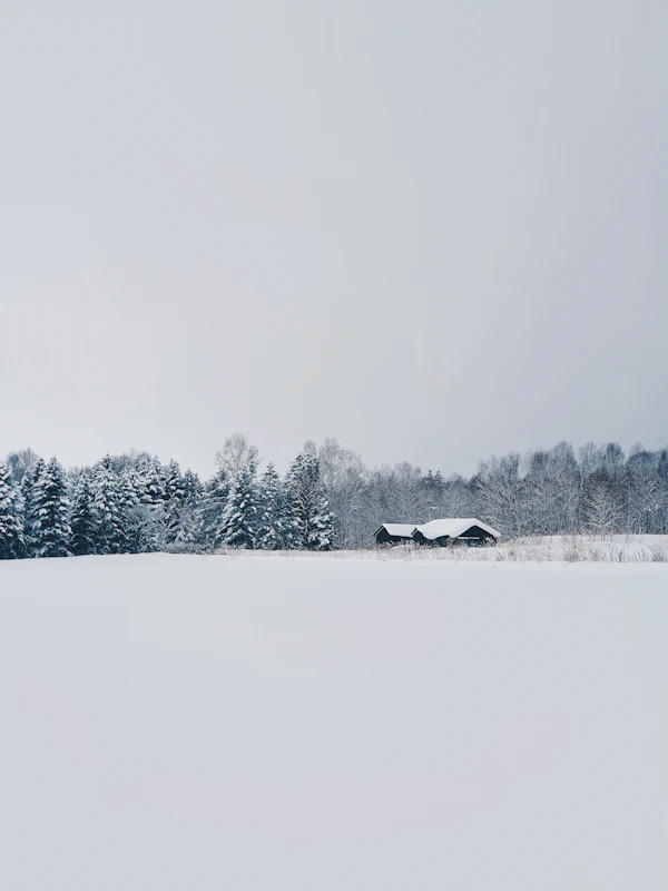 A snowfield and forest in winter