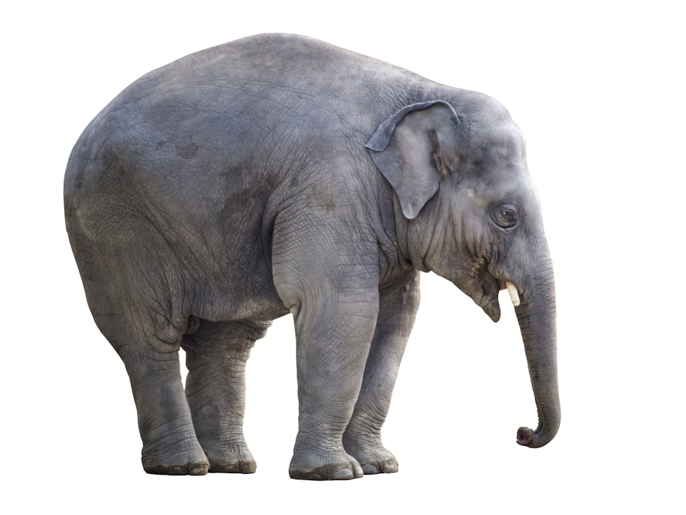 éléphant gris avec fond blanc