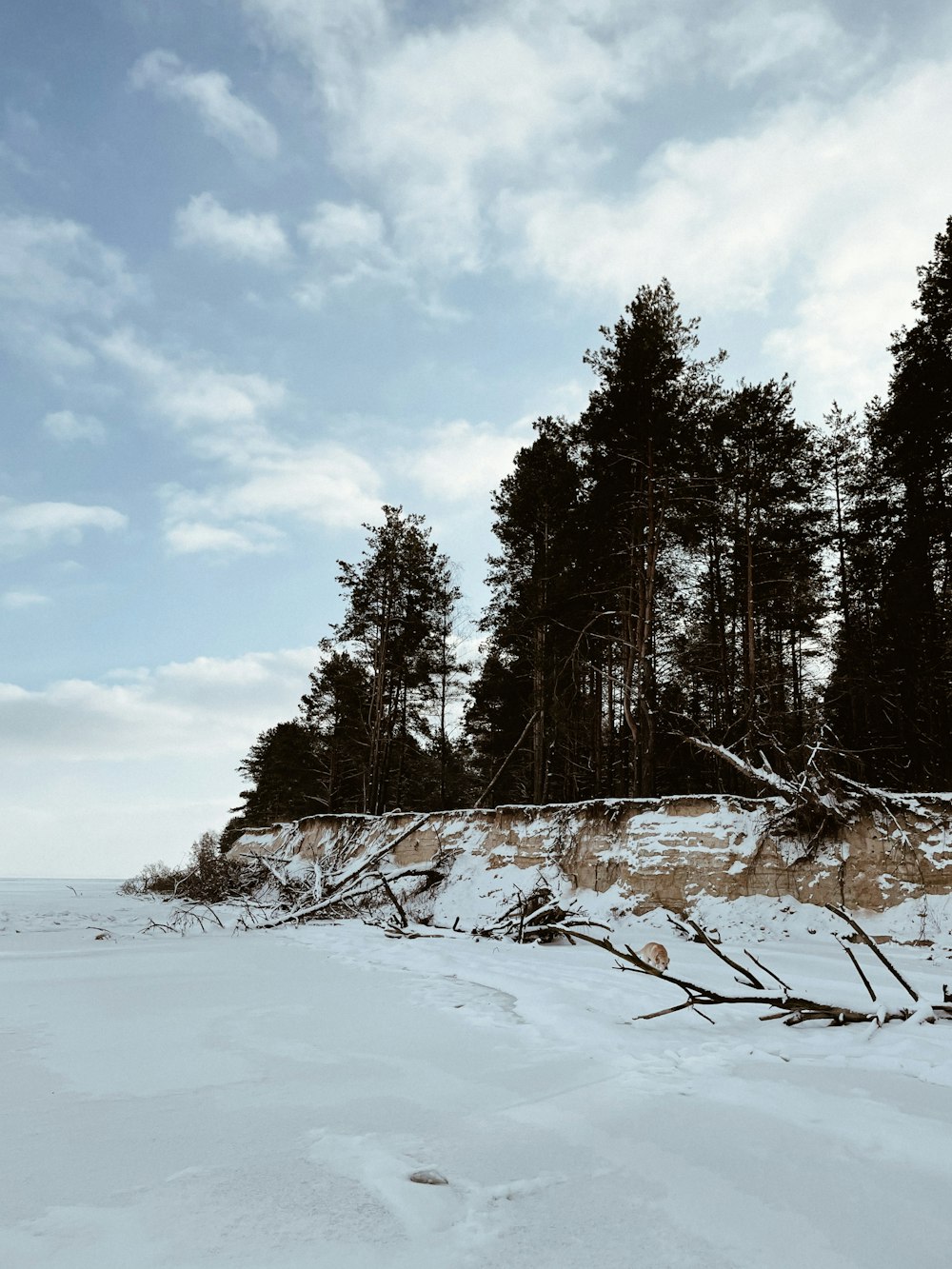 Árboles cubiertos de nieve bajo el cielo nublado durante el día