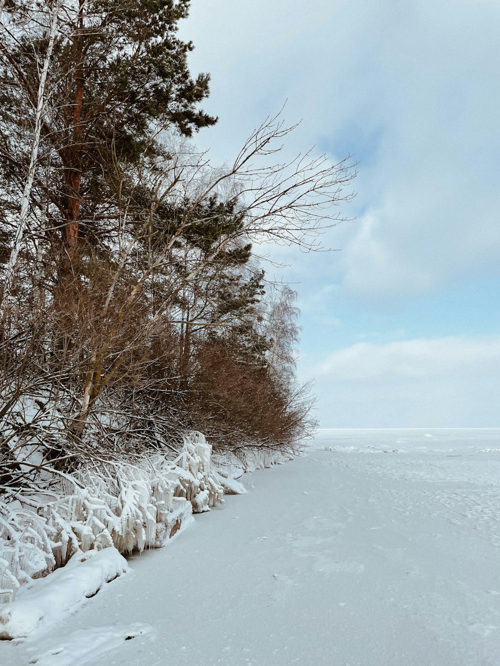 Champ enneigé avec des arbres nus sous des nuages blancs et un ciel bleu pendant la journée