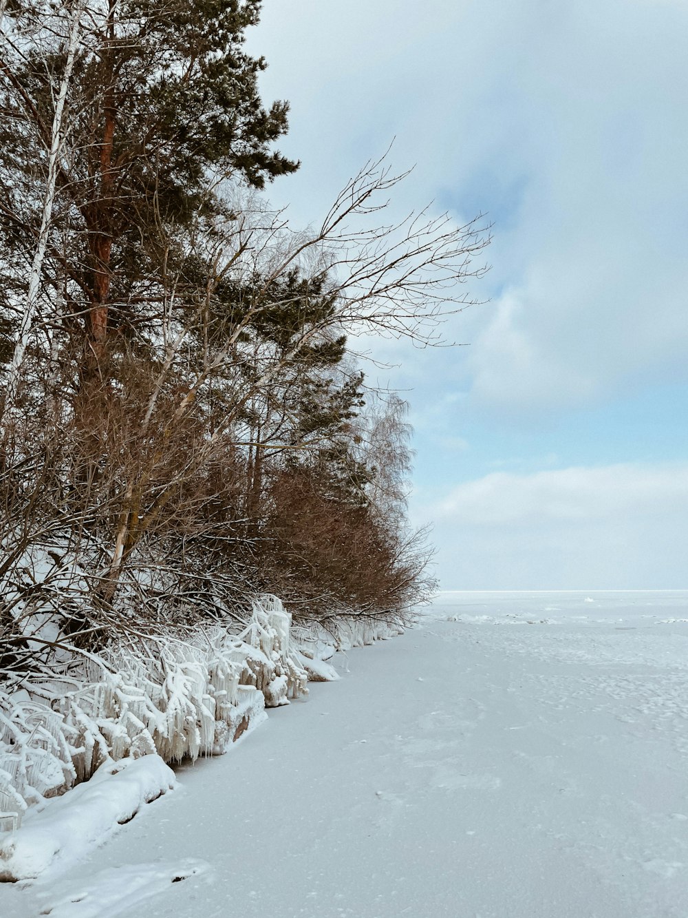 campo cubierto de nieve con árboles desnudos bajo nubes blancas y cielo azul durante el día