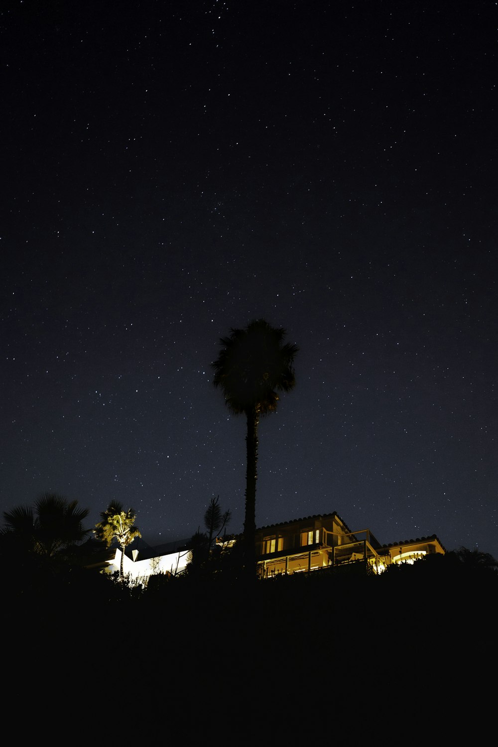 silhouette of trees during night time