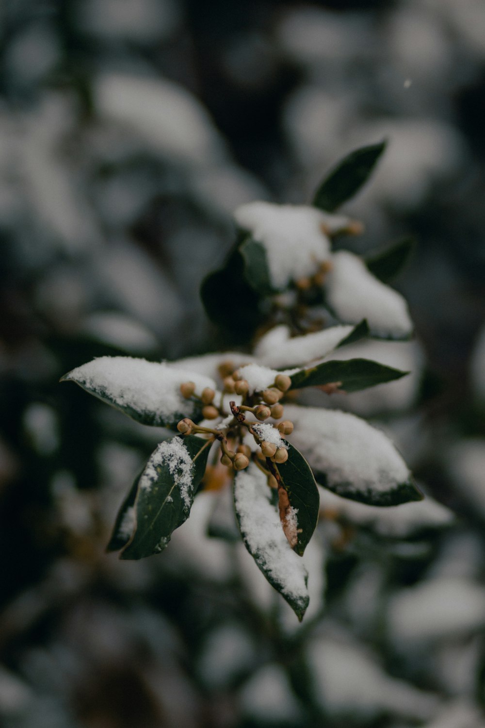 white and brown flower in tilt shift lens