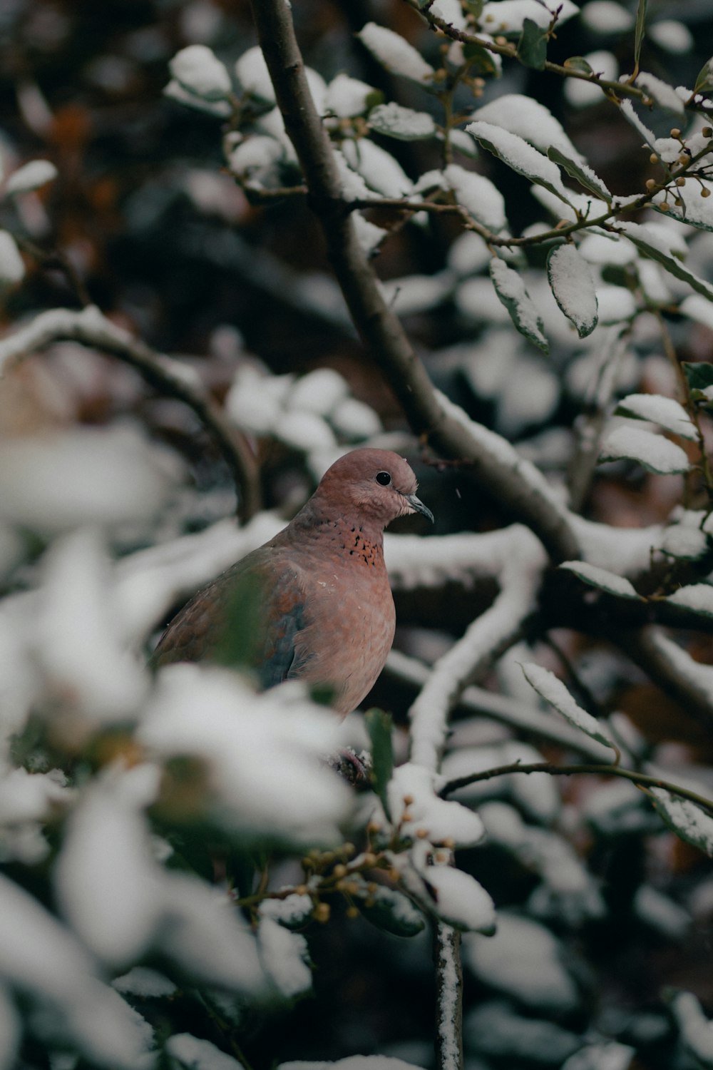 brown bird on tree branch